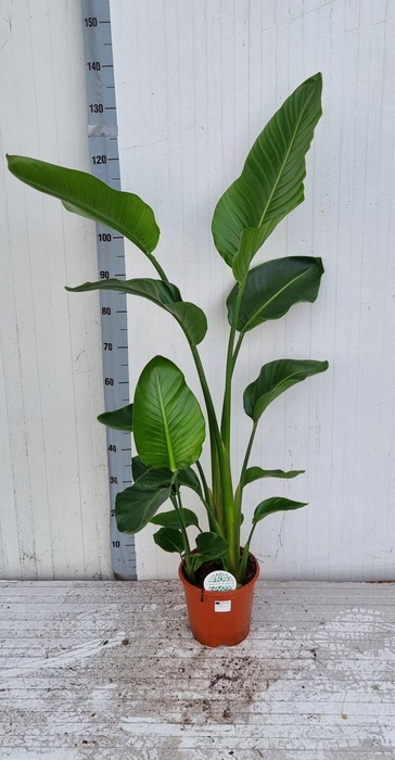 <h4>STRELITZIA NICOLAI</h4>