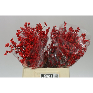 Ilex Verticillata