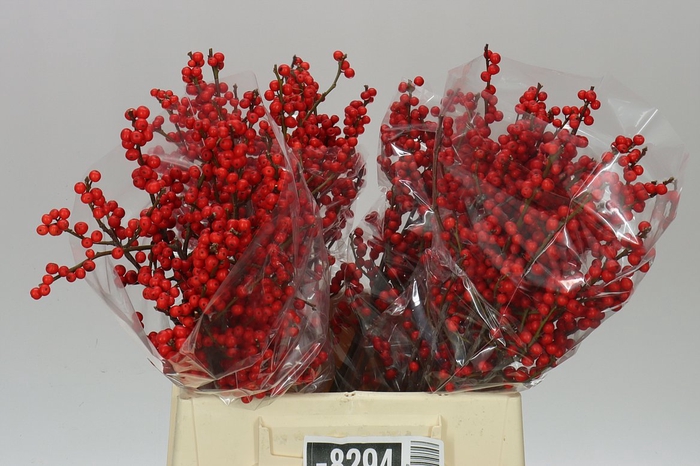 <h4>Ilex Verticillata</h4>