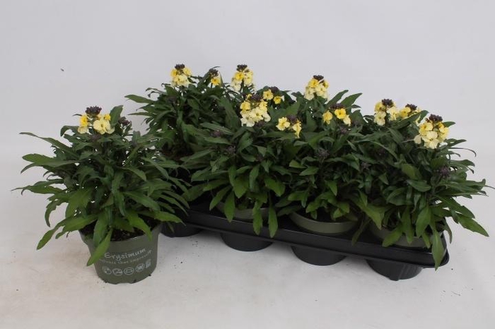 <h4>ERYS LEY LEMON GLOW</h4>