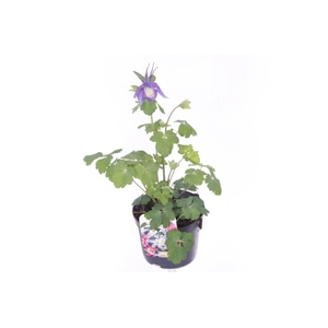 Aquilegia caer.Spring Magic Navy-Wh