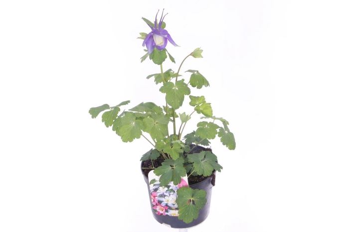 <h4>Aquilegia caer.Spring Magic Navy-Wh</h4>