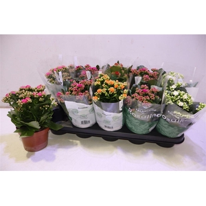 arr8 Kal Ge Ro Gem 5 Kl