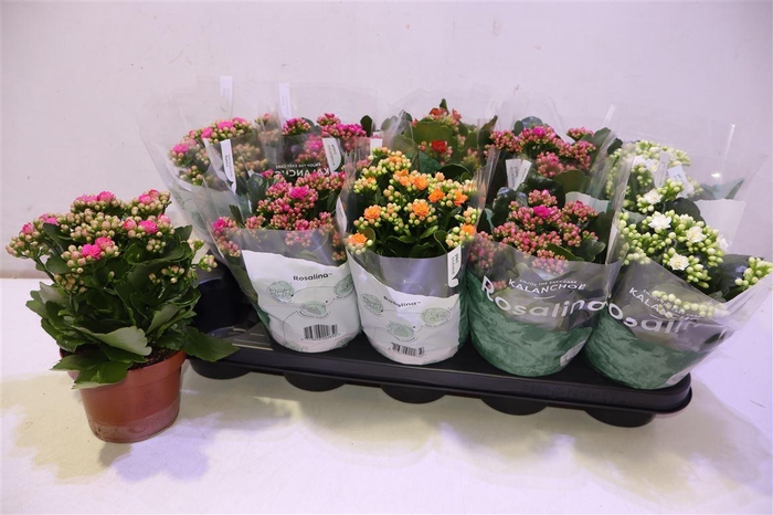 <h4>arr8 Kal Ge Ro Gem 5 Kl</h4>