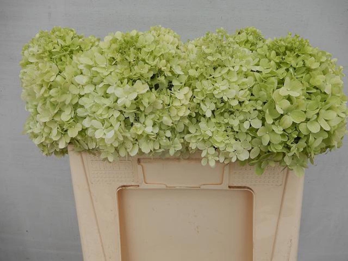 <h4>HORT PANICULATA LIMELIGHT HYDR PA L</h4>