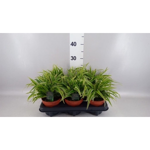 Chlorophytum laxum