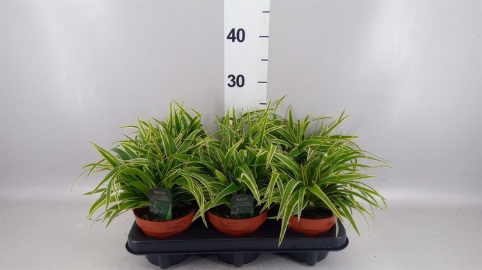 <h4>Chlorophytum laxum</h4>