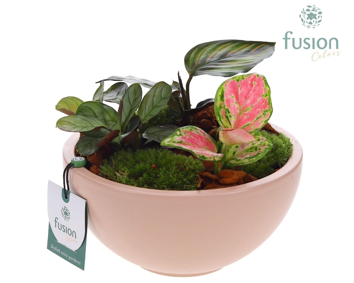 <h4>Schaal keramiek Moon Medium blush pink met groene planten</h4>