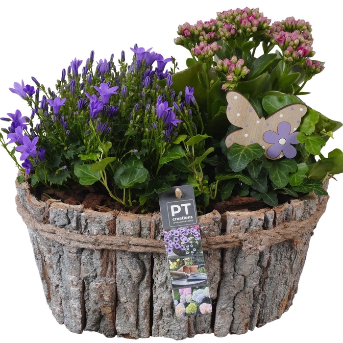 <h4>PTPP6991 Arrangement Patio in houten bak</h4>