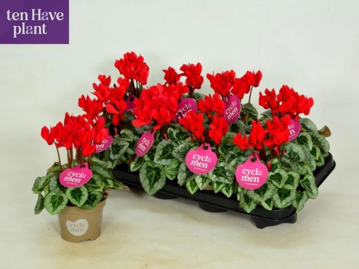 <h4>CYCL KL SUP PICASSO</h4>