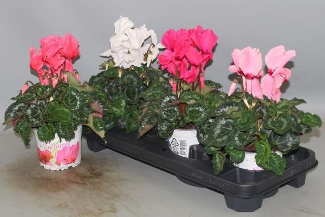 <h4>CYCL GR HAL CURLY</h4>