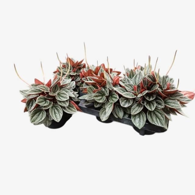 arr8 Pep Ca Santorini