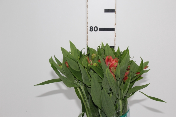 <h4>ALSTROEMERIA CINNAMON 080 CM</h4>