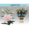 LI OR DU AMISTAD