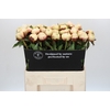 Paeonia Ann Cousins