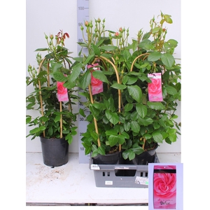 ROSA FL DOLCE SELECT