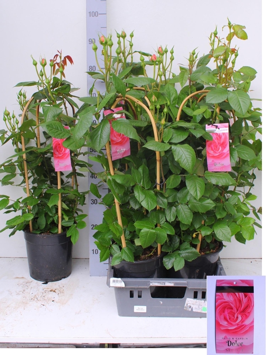 <h4>ROSA FL DOLCE SELECT</h4>