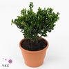 Ilex Crenata Dark Green, P26, Bol O
