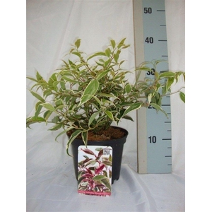 Leucothoe fontanesiana Whitewater