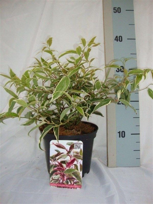 Leucothoe fontanesiana Whitewater