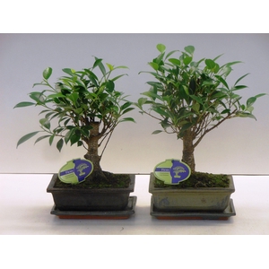 Ficus retusa, 20cm., broom, with drip tray
