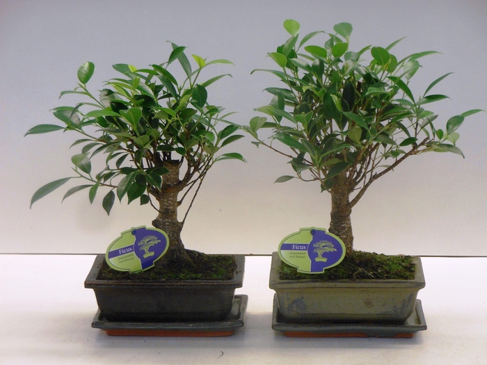 <h4>Ficus retusa, 20cm., broom, with drip tray</h4>