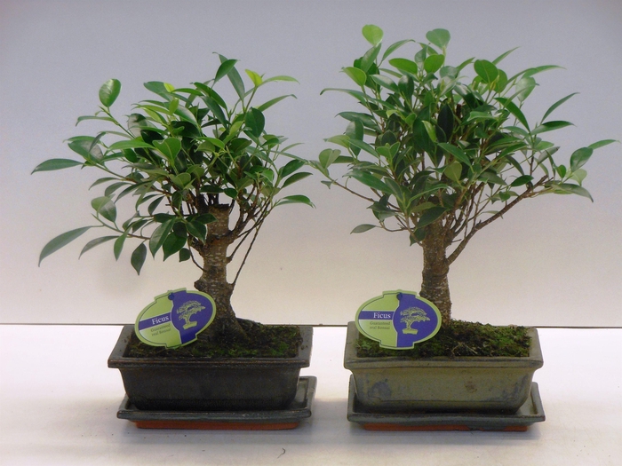<h4>Ficus retusa, 20cm., broom, with drip tray</h4>