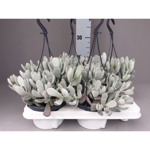 Cotyledon coral