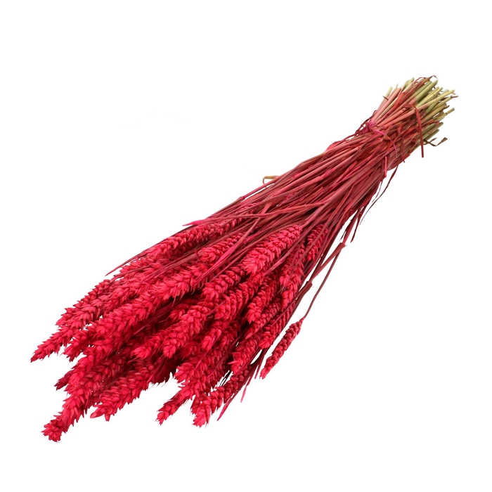 <h4>Dried flowers Wheat 60-70cm</h4>