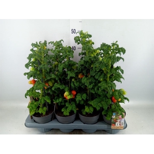Solanum lycopersicum   ...