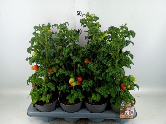 <h4>Solanum lycopersicum   ...</h4>