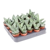 Aloe Variegata mini AL5007
