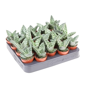 Aloe Variegata mini AL5007