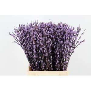 Salix Snowflake  50cm Milka