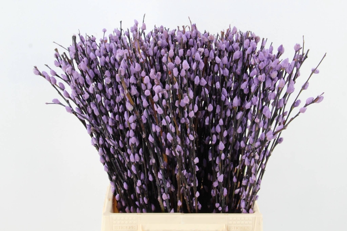 <h4>Salix Snowflake  50cm Milka</h4>