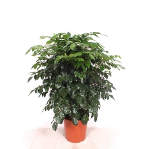 Radermachera hainanensis