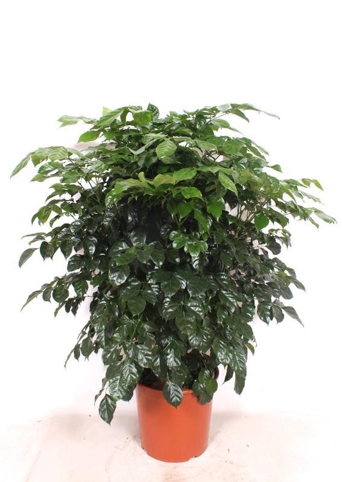 <h4>Radermachera Hainanensis</h4>