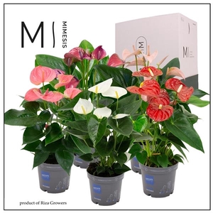Anthurium Andreanum Grp gemengd