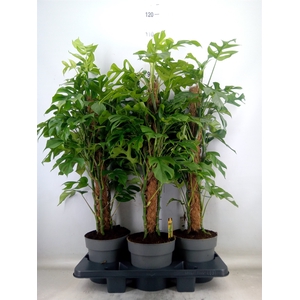 Philodendron   ...