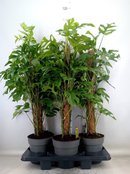 <h4>Philodendron   ...</h4>