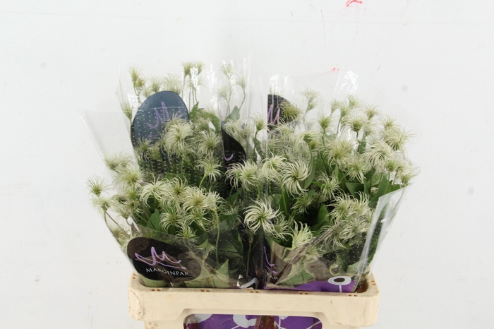 <h4>CLEM AMAZING KIBO</h4>