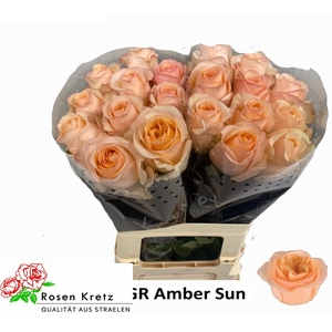 R GR AMBER SUN