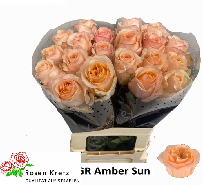 R GR AMBER SUN