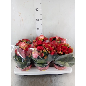 Begonia elat. DU 'Grace'