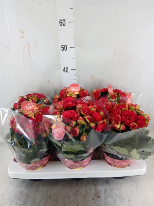 <h4>Begonia elat. DU 'Grace'</h4>