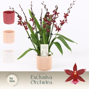 Barrocco Red, 7+ spike in Horizon Ribble 'Exclusiva Orchidea'