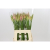 Nerine Vesta K