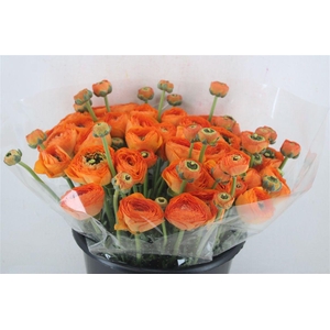 Ran Cloni Sup Lambada