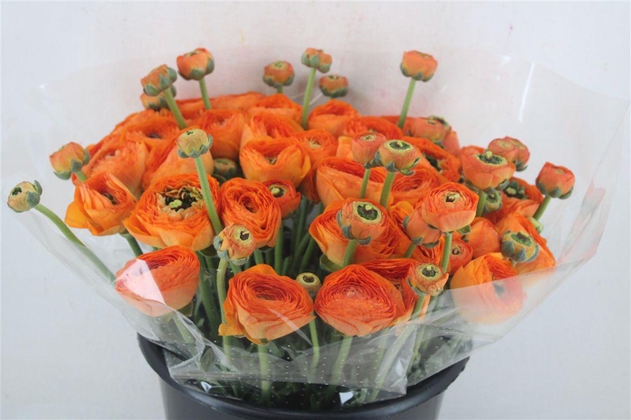 <h4>Ran Cloni Sup Lambada</h4>