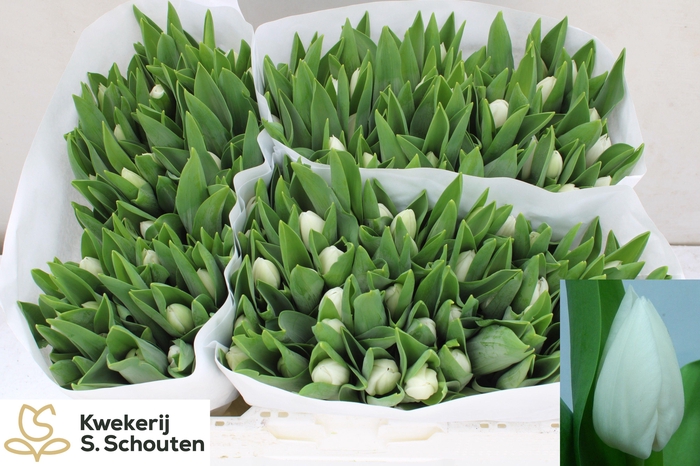 <h4>TU EN ROYAL VIRGIN</h4>